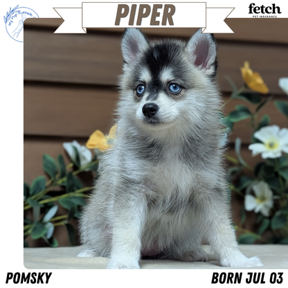 POMSKY (JUL 03) 1 MALE/3 FEMALES