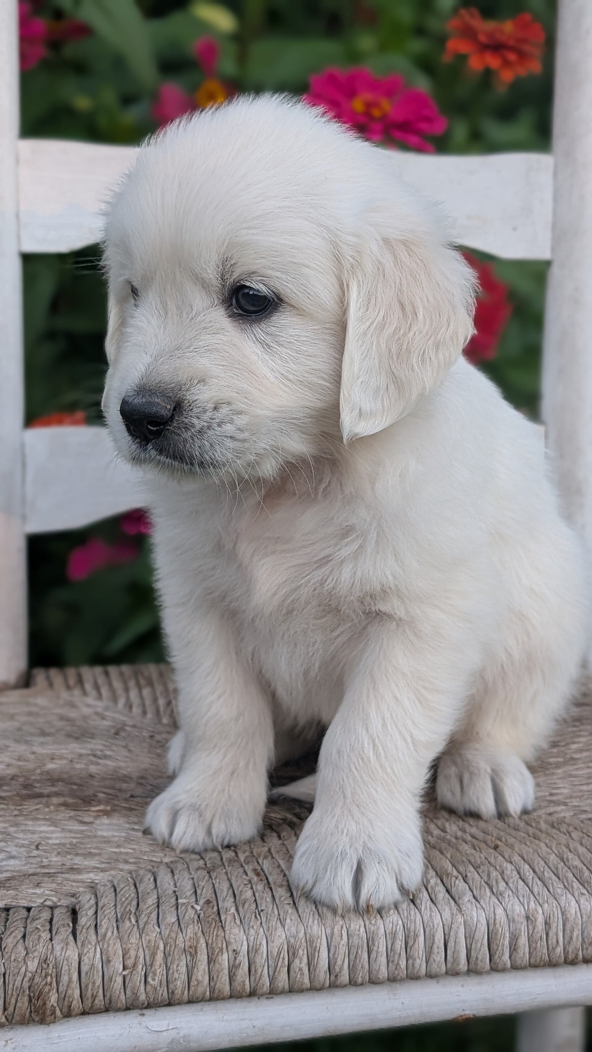 ENGLISH CREAM RETRIEVER (AUG 19) 3 MALES/4 FEMALES
