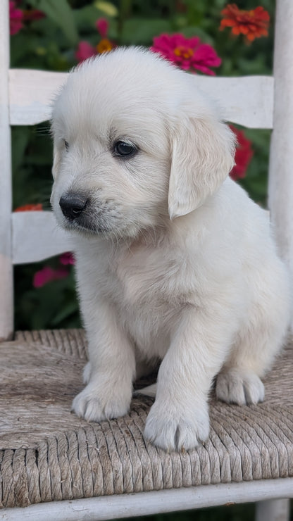 ENGLISH CREAM RETRIEVER (AUG 19) 3 MALES/4 FEMALES