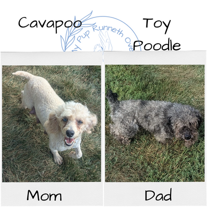CAVAPOO (08/13) MALE