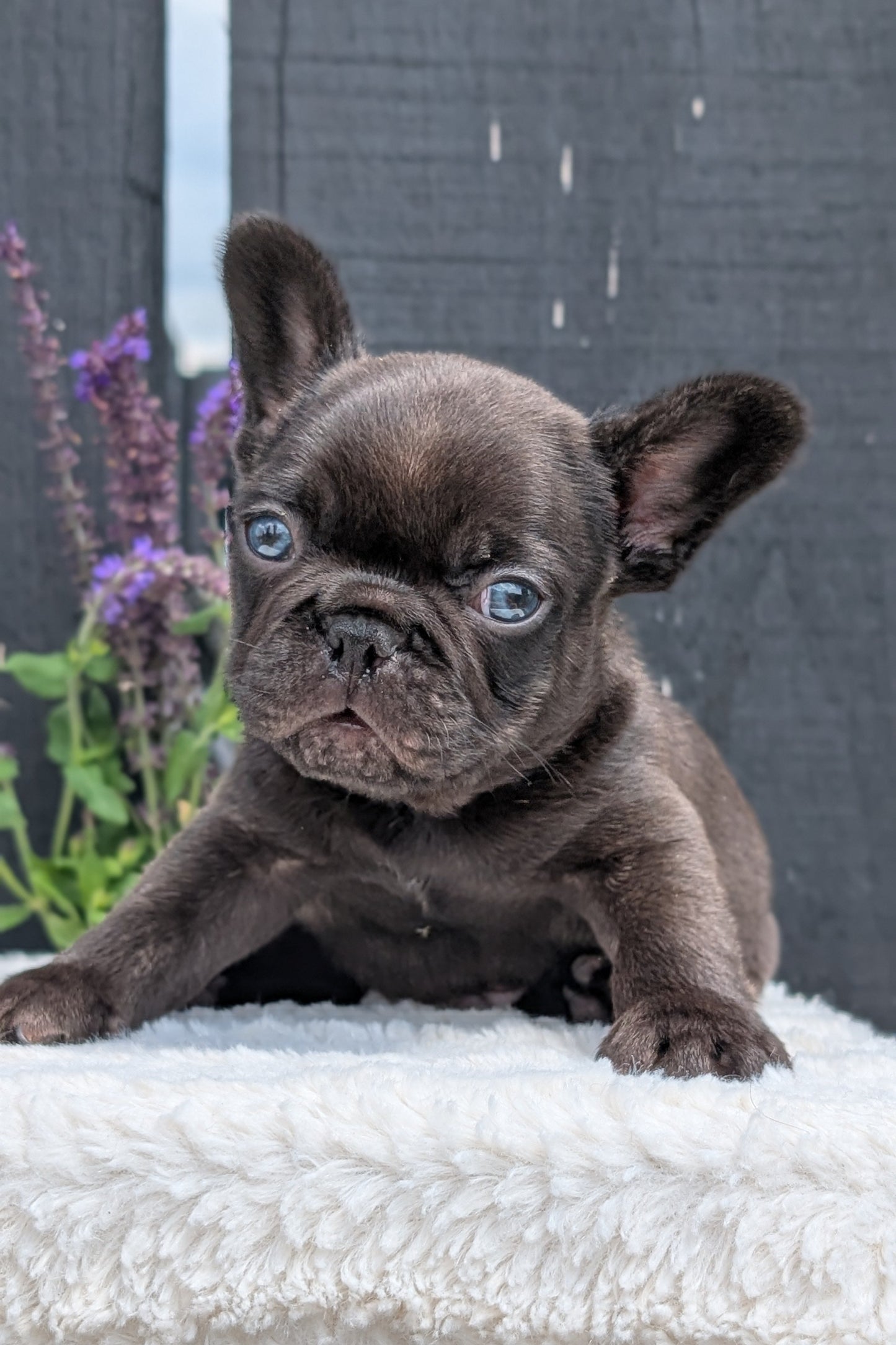 FRENCH BULLDOG (APR 24) MALES