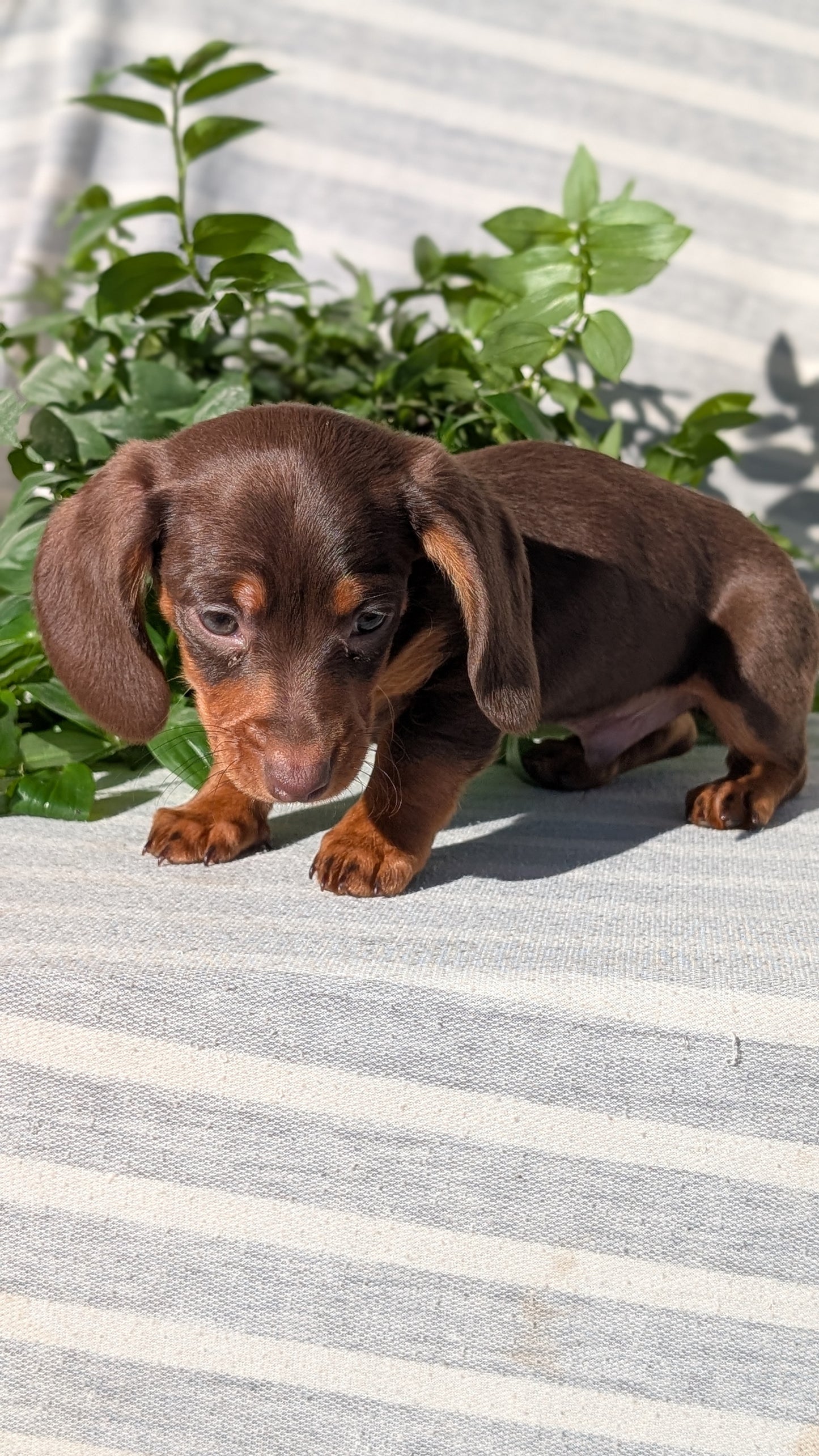 MINI DACHSHUND (09/22) MALE