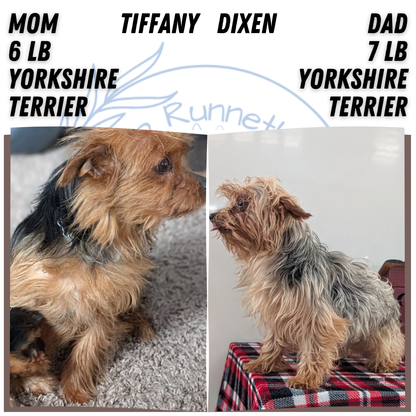 YORKSHIRE TERRIER (DEC 20) FEMALES