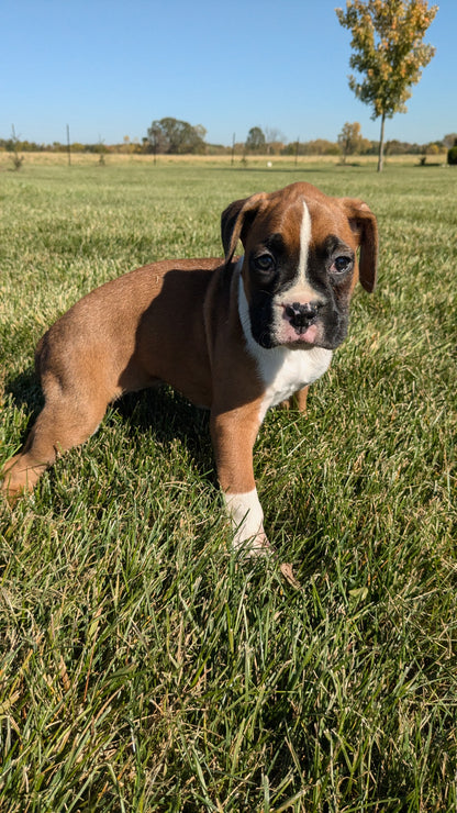 BOXER (09/08) FEMALE