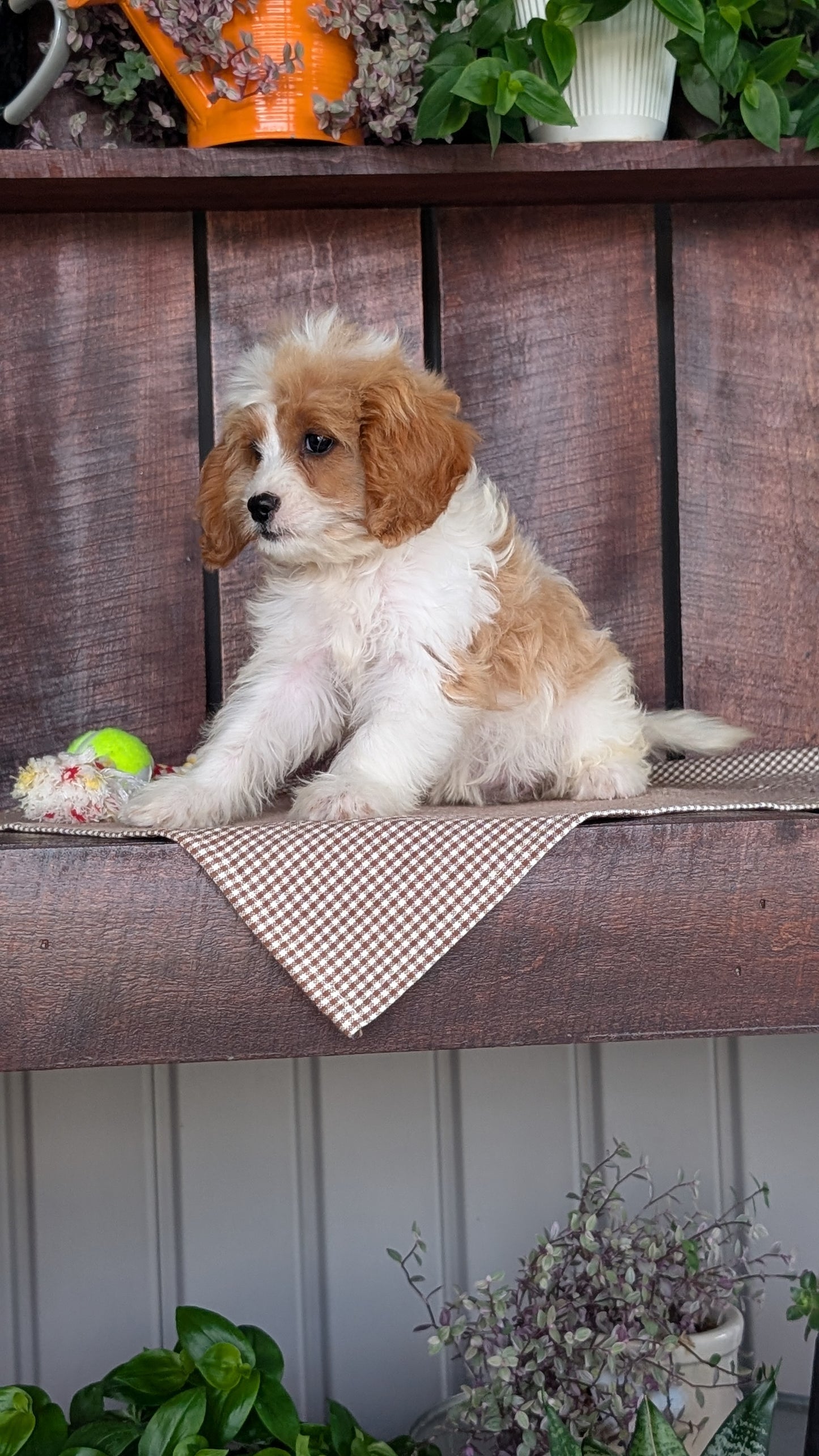 CAVAPOO (MAY 18) FEMALES