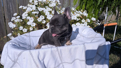 FRENCH BULLDOG (07/03) FEMALE