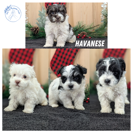 HAVANESE (OCT 25) MALES