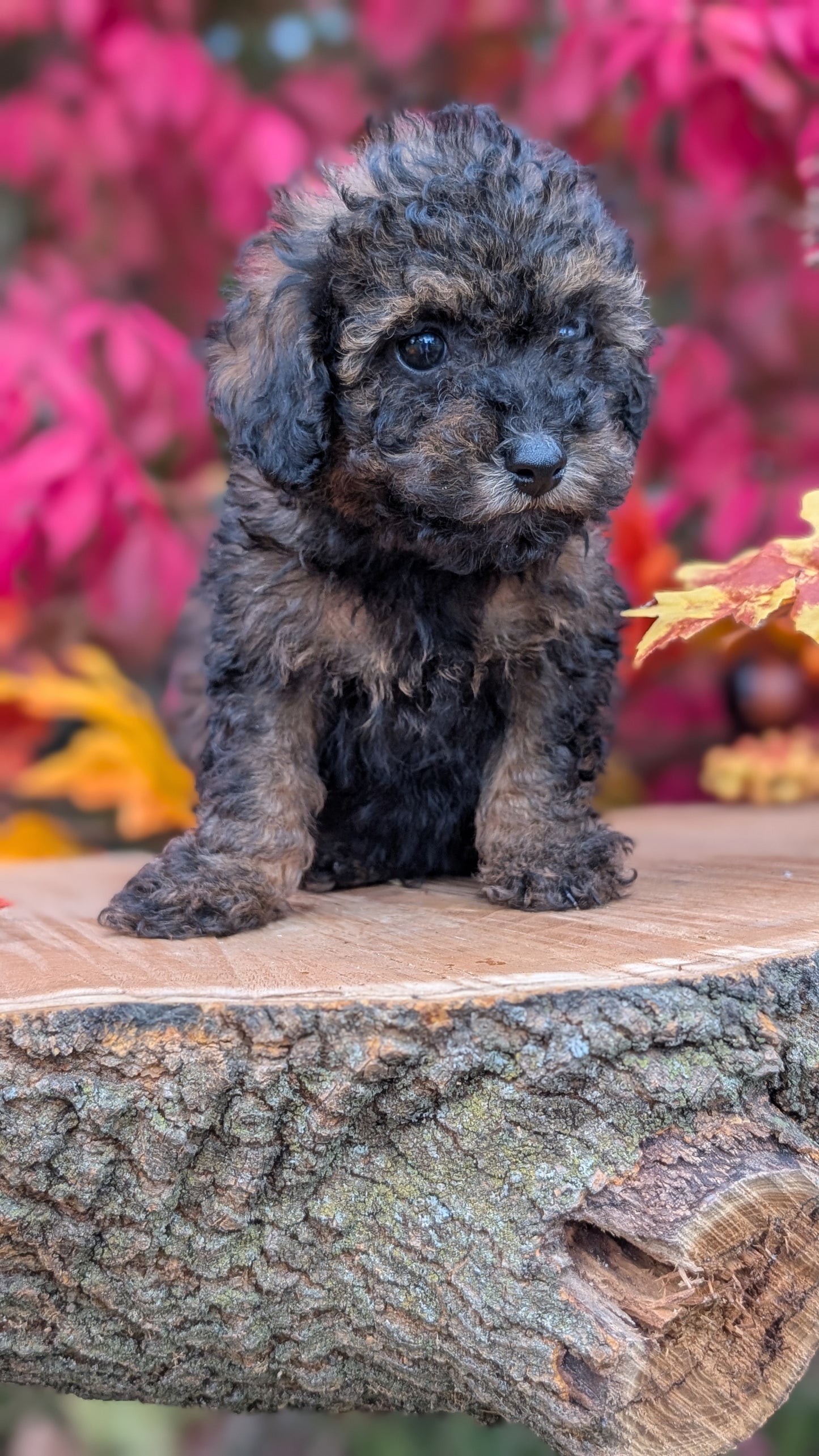 TOY POODLE (09/10) MALE