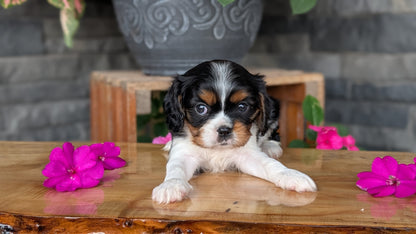 CAVALIER (JUL 18) 3 FEMALES/2 MALES