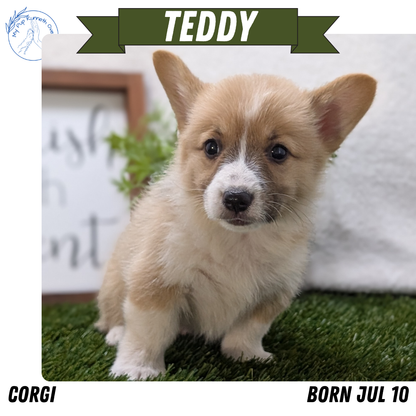 CORGI (07/10) MALE