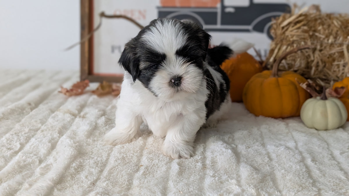 SHIH TZU (AUG 17) 2 FEMALES/3 MALES