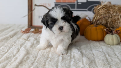 SHIH TZU (AUG 17) 2 FEMALES/3 MALES