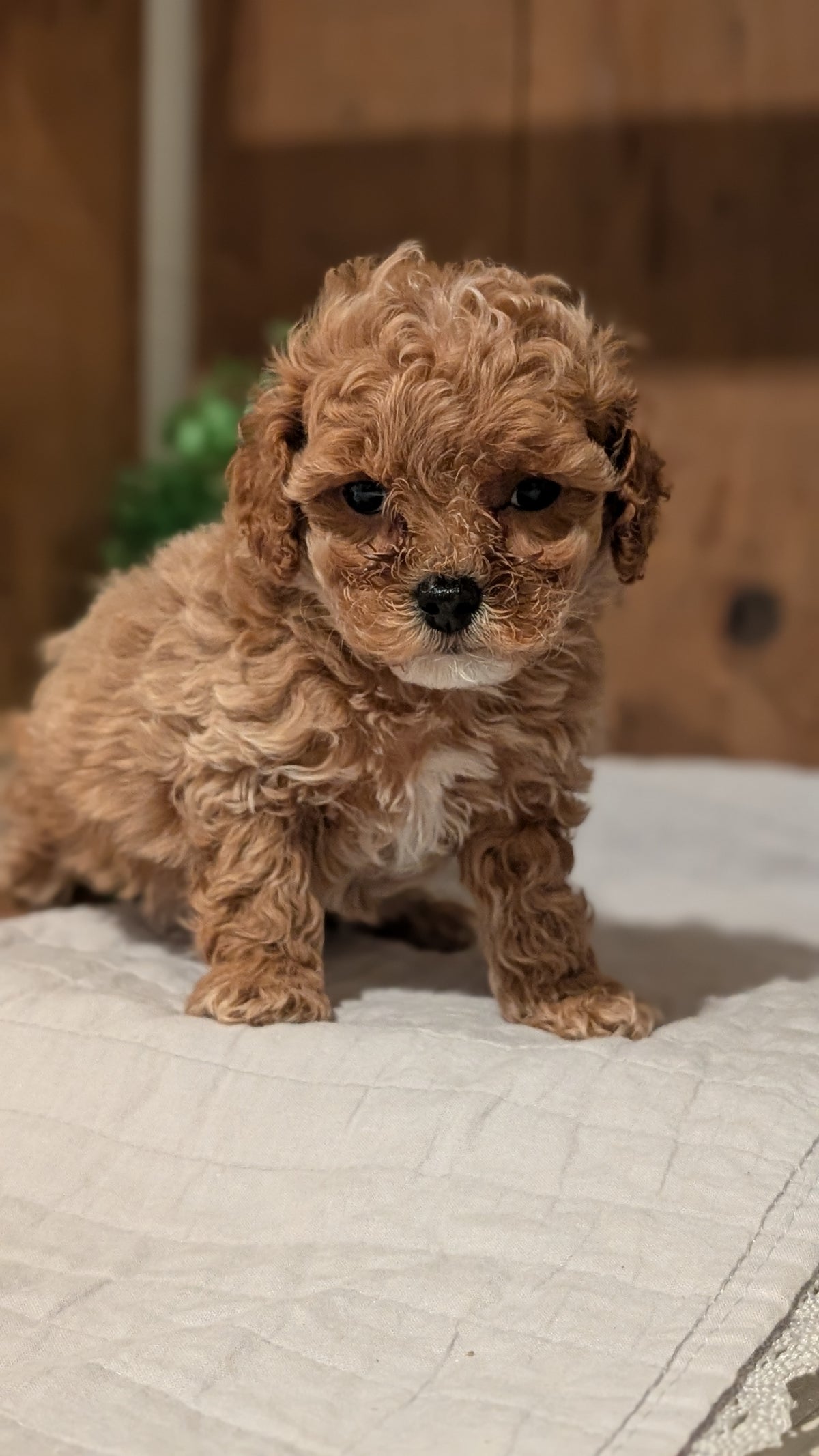 COCKAPOO (AUG 17) 3 FEMALES/1 MALE