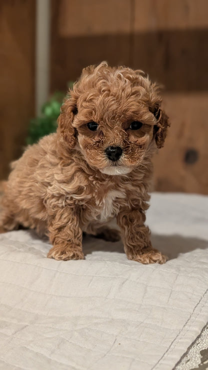 COCKAPOO (AUG 17) 3 FEMALES/1 MALE