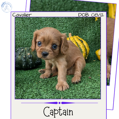 CAVALIER (08/12) MALE