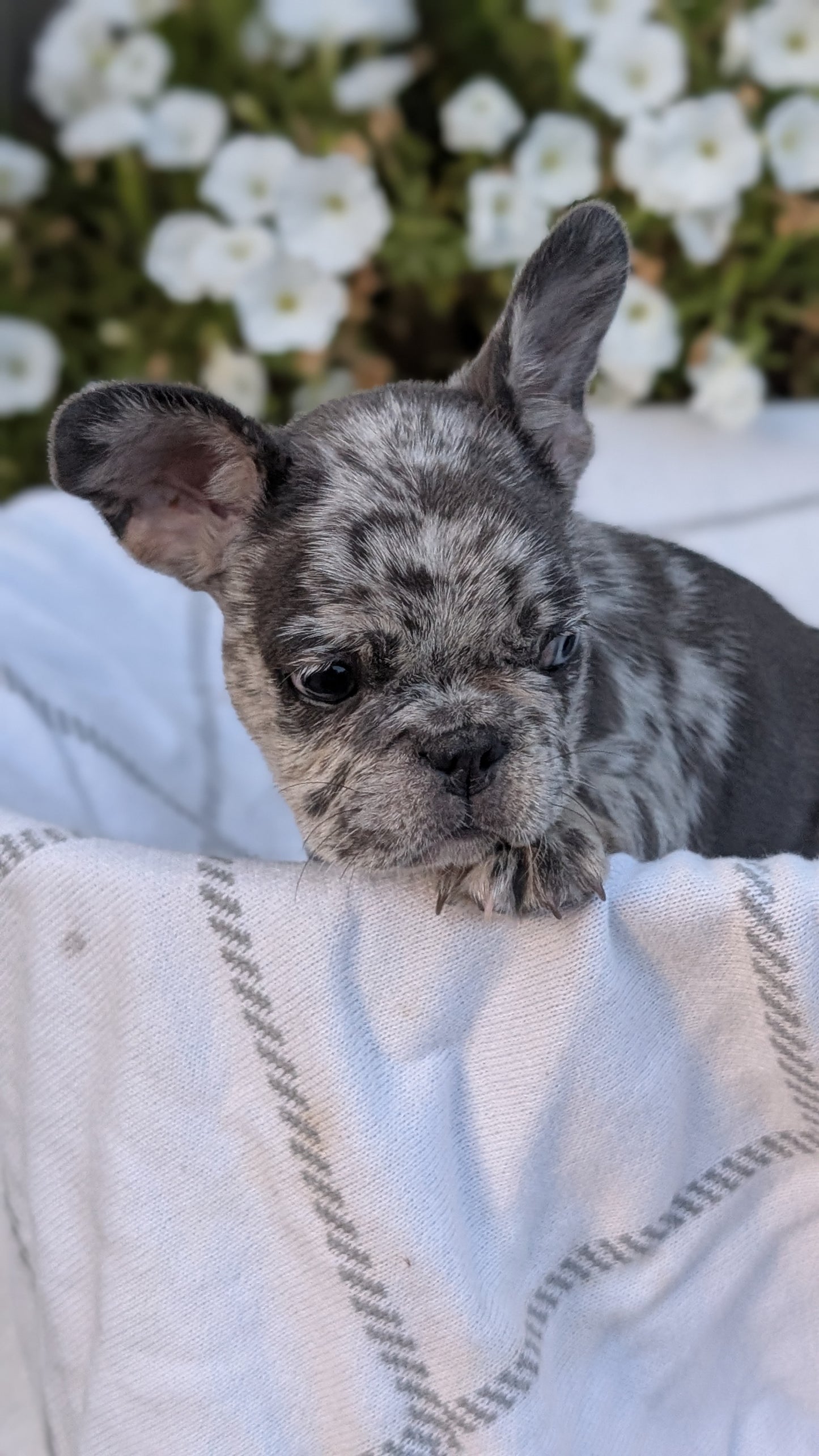 FRENCH BULLDOG (07/15) MALE