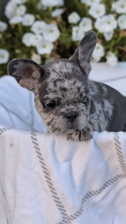 FRENCH BULLDOG (07/15) MALE
