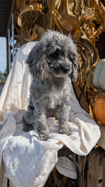 COCKAPOO (05/02) FEMALE