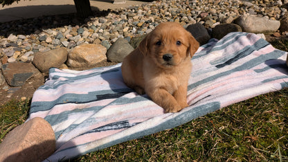 GOLDEN RETRIEVER (02/01) MALE