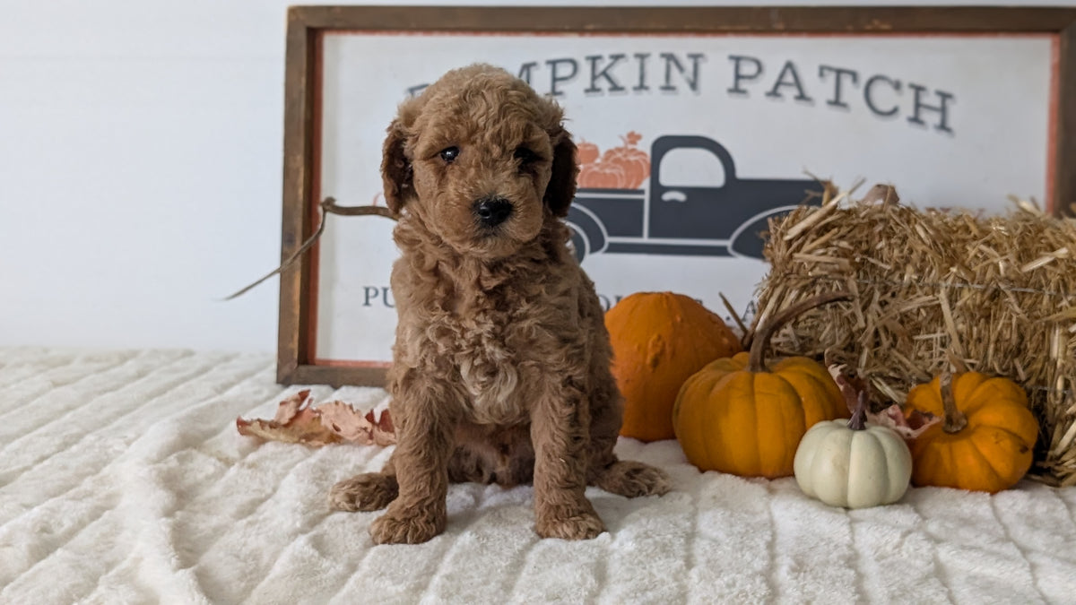 MINI GOLDENDOODLE (AUG 13) 6 MALES/3 FEMALES