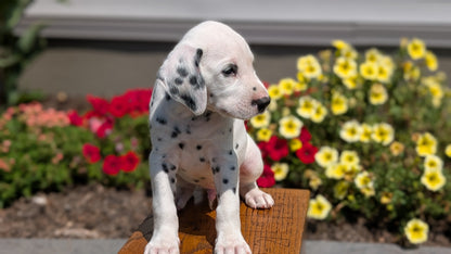 DALMATIAN (JUN 29) MALES