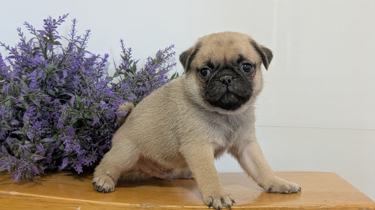PUG (SEP 12) 4 MALES/1 FEMALE