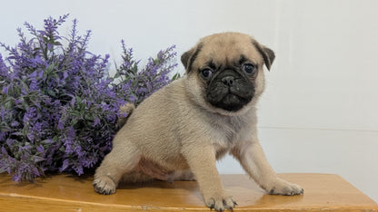 PUG (SEP 12) 4 MALES/1 FEMALE