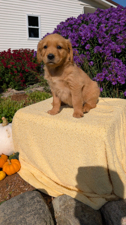 GOLDEN RETRIEVER (08/14) FEMALE