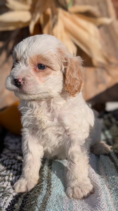 CAVAPOO (OCT 02) MALES