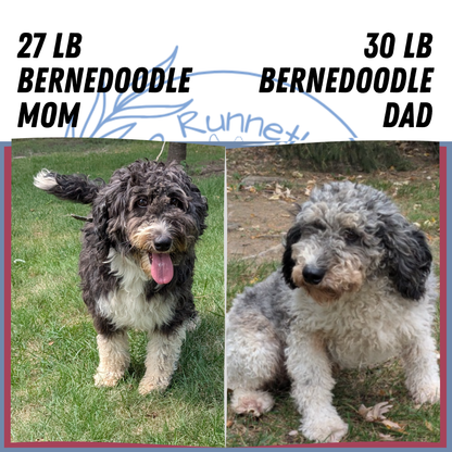 MINI BERNEDOODLE (06/11) FEMALE
