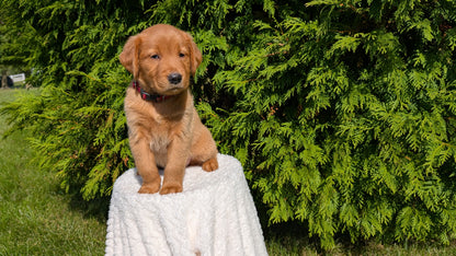 GOLDEN RETRIEVER (07/17) FEMALE