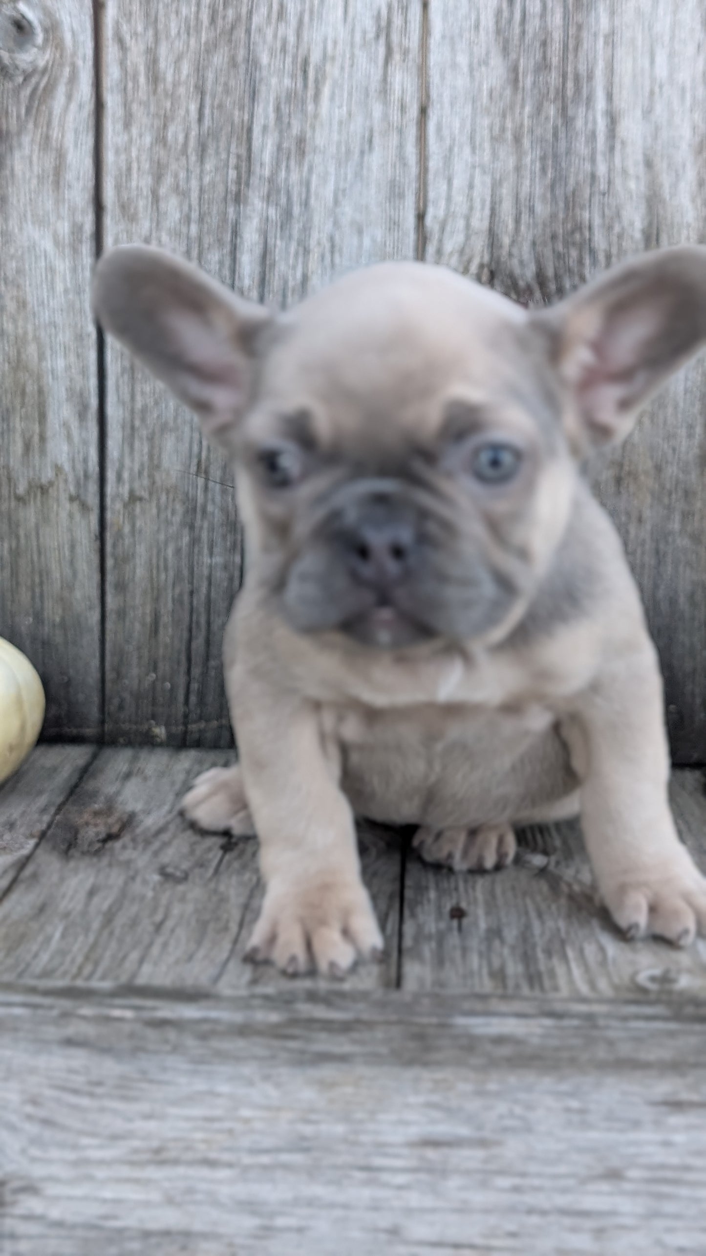 FRENCH BULLDOG (09/09) FEMALE