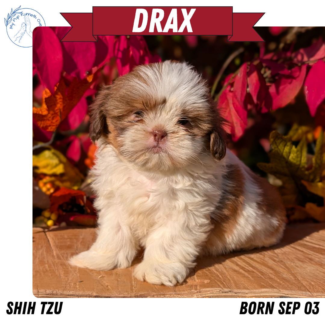 SHIH TZU (09/03) MALE