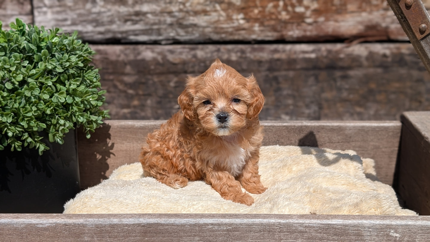 CAVAPOO (MAY 12) FEMALES
