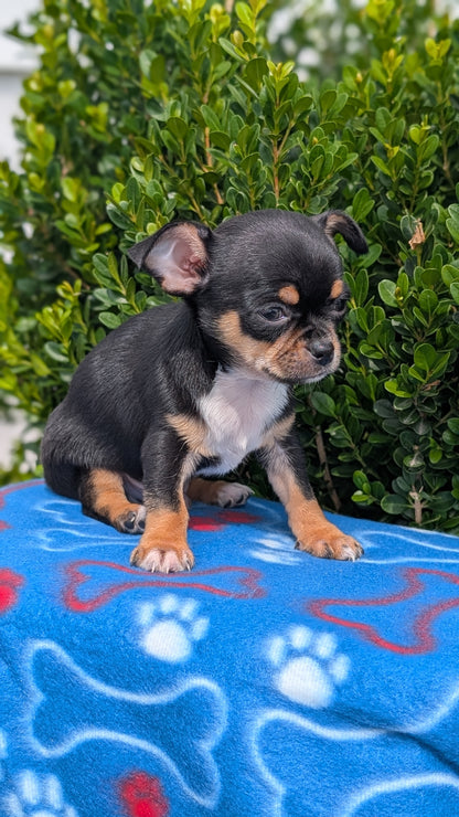 CHIHUAHUA (MAY 20) MALE