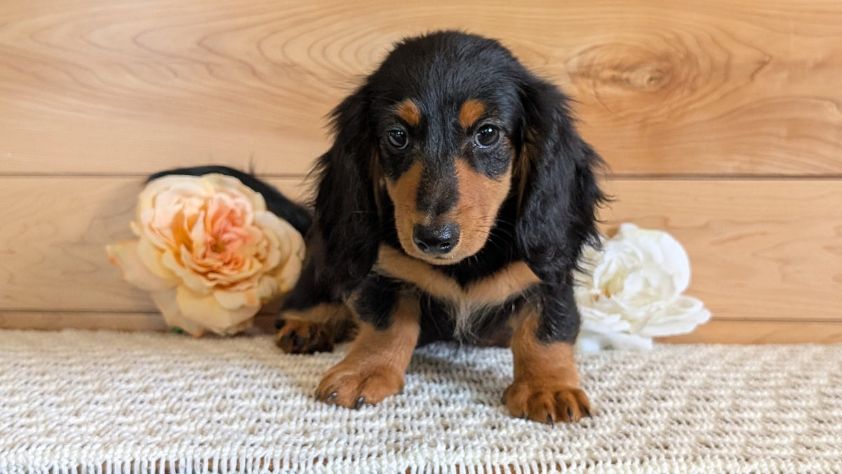 MINI DACHSHUNDS (JUL 05) 2 MALES/2 FEMALES