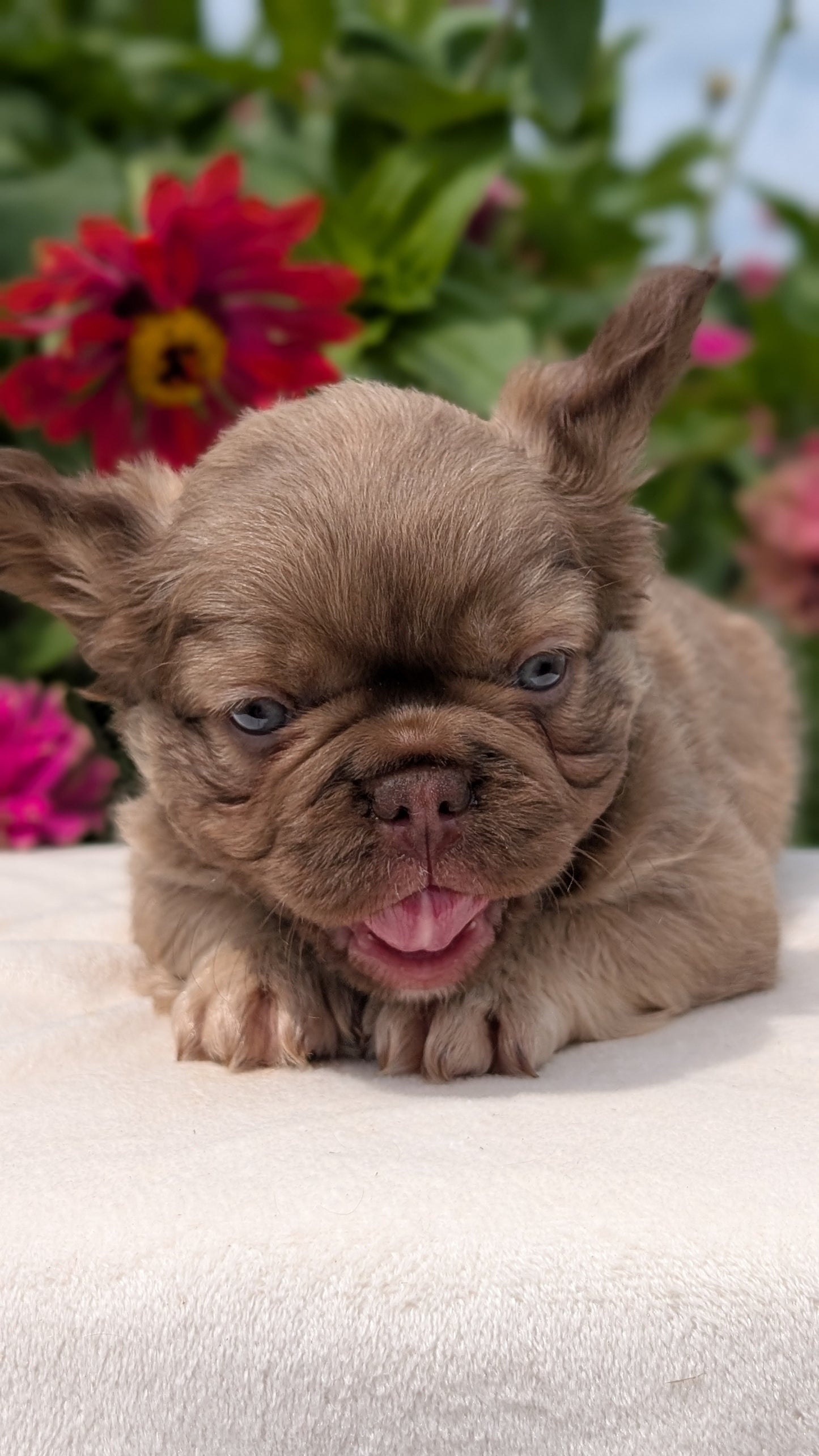 FRENCH BULLDOG (JUN 06) FEMALES