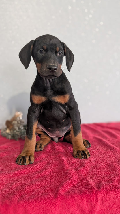 DOBERMAN PINSCHER (OCT 17) FEMALES