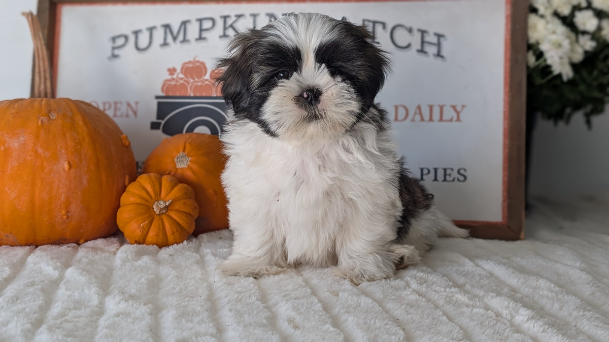 SHIH TZU (AUG 17) 2 FEMALES/3 MALES