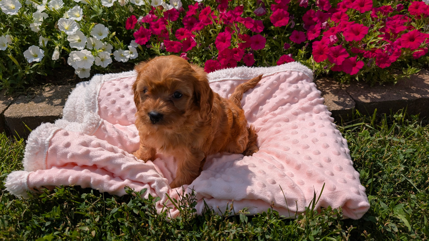 CAVAPOO (06/19) FEMALE