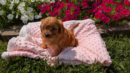 CAVAPOO (06/19) FEMALE