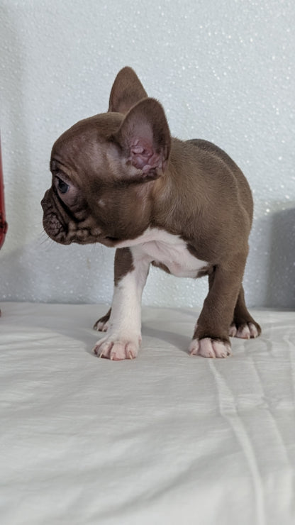 FRENCHTON (NOV 15) FEMALES