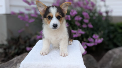 CORGI (JUN 08) MALES