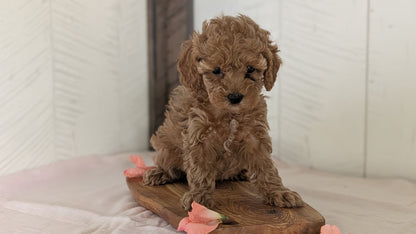 CAVAPOO (FEB 11) FEMALES