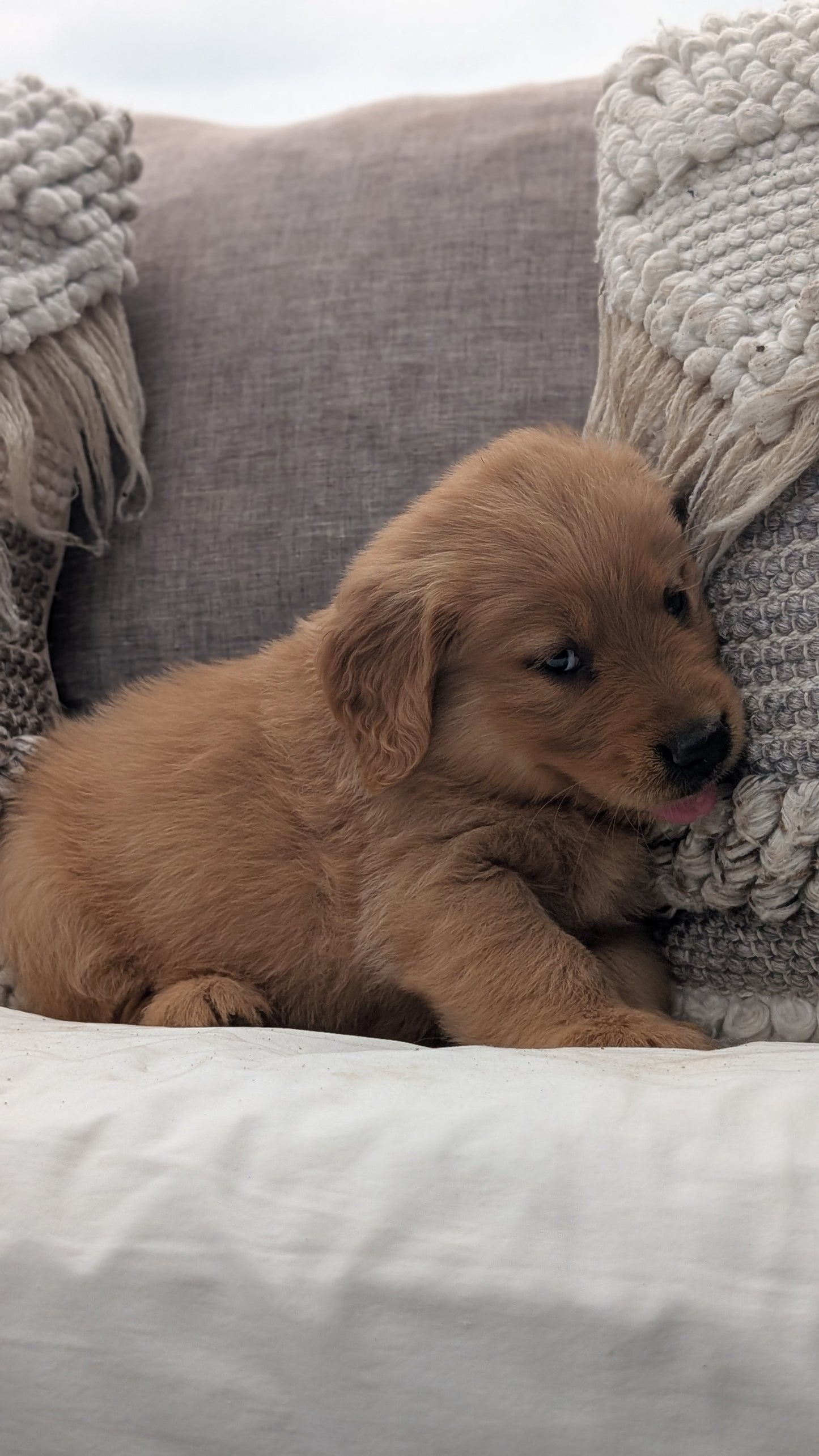 GOLDEN RETRIEVER (JUL 01) MALES