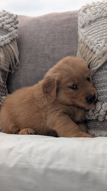 GOLDEN RETRIEVER (JUL 01) MALES
