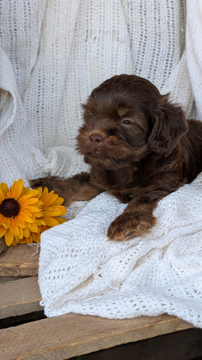 COCKAPOO (06/02) MALE