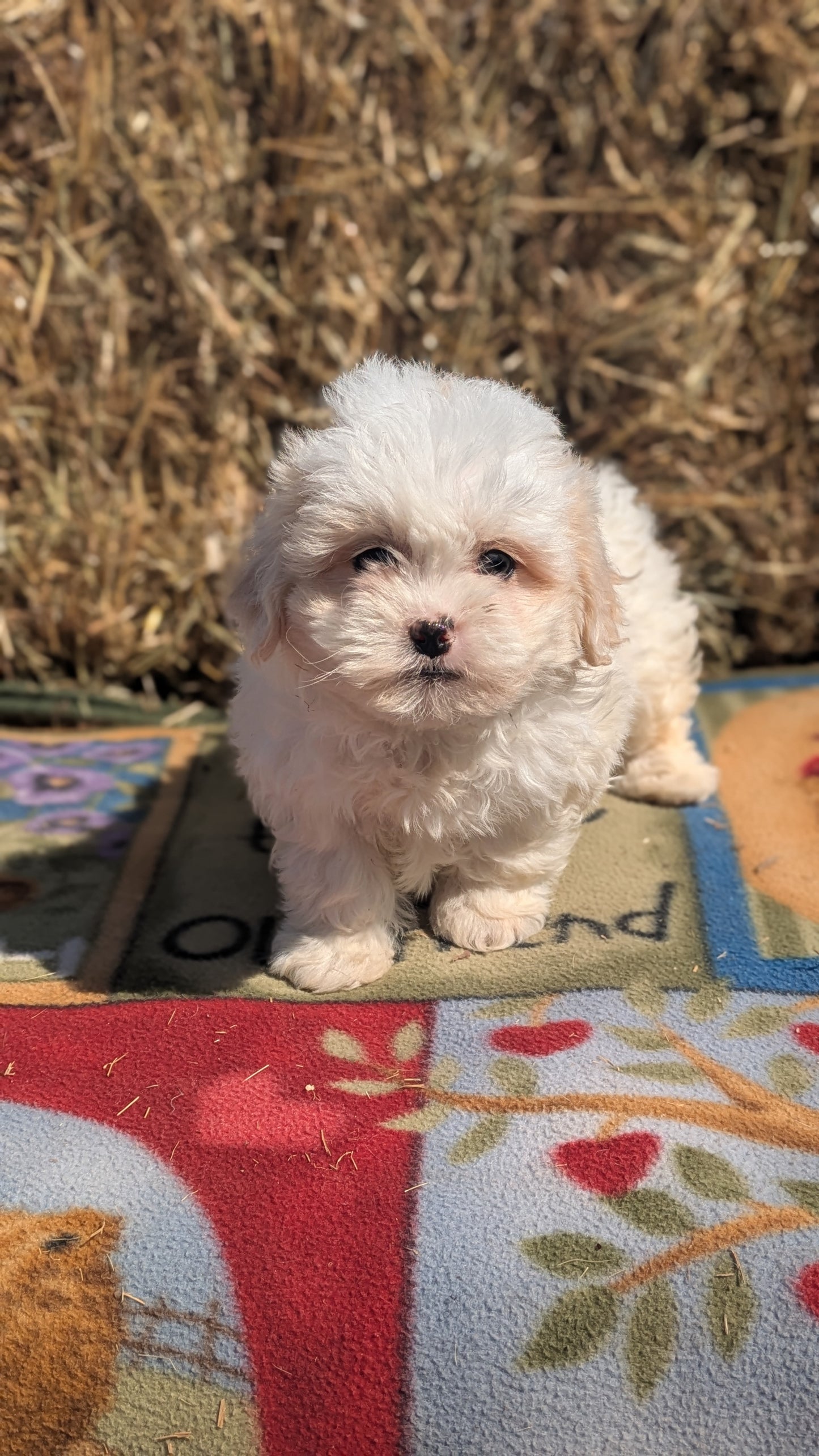 TEDDY BEAR (02/18) FEMALE