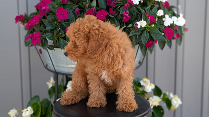 TOY POODLE (MAY 26) MALES