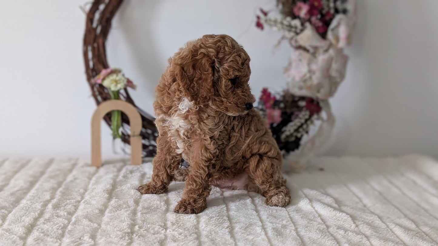 MINI POODLE (JUN 01) MALES